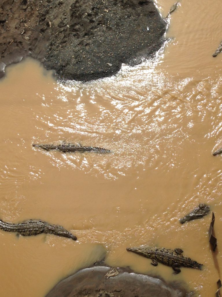 Crocodilos ponte Costa Rica - Caminho de Jacó, Hermosa e Pavones