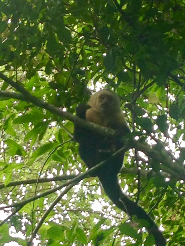 Costa Rica Manuel Antonio Animais Silvestres