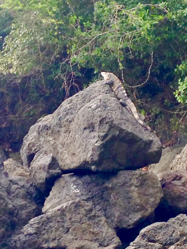 Costa Rica - Manuel Antonio - Animais Silvestres Parque Nacional