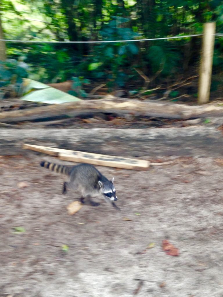 Costa Rica - Manuel Antonio - Animais Silvestres Parque Nacional