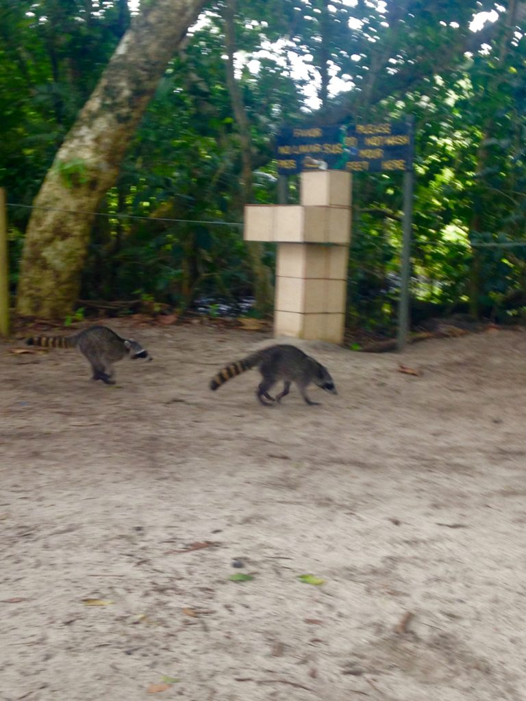 Costa Rica - Manuel Antonio - Animais Silvestres Parque Nacional