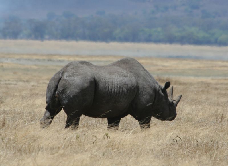 Dicas e Roteiro de viagem Cratera de Ngorongoro