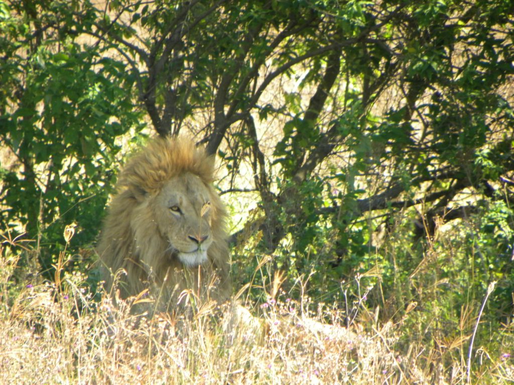 Como chegar e o que fazer na Cratera Ngorongoro - Tanzânia