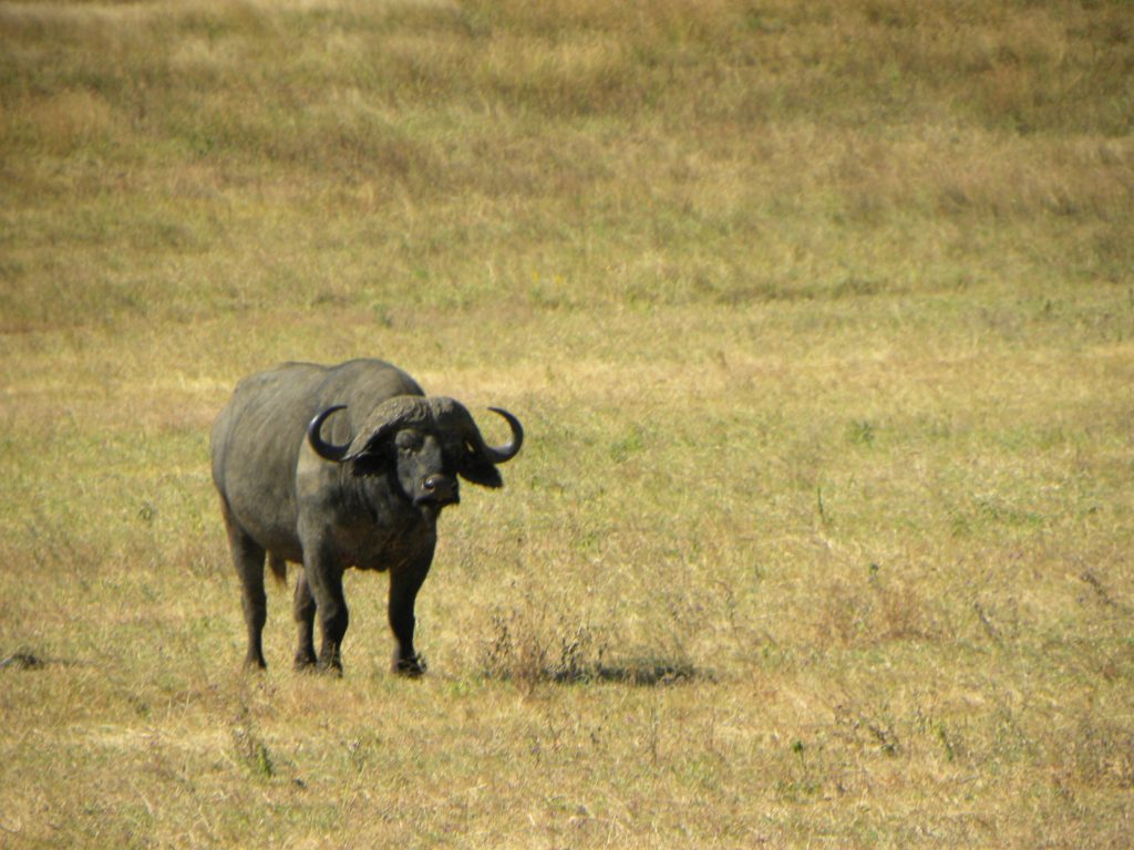 Como chegar e o que fazer na Cratera Ngorongoro - Tanzânia