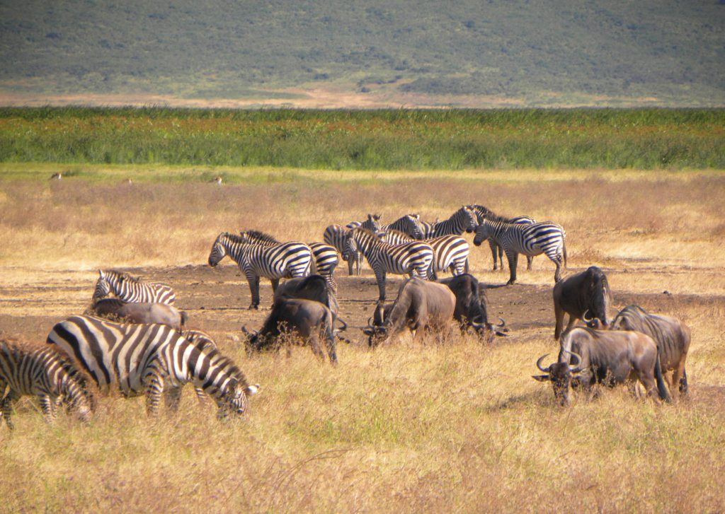 Como chegar e o que fazer na Cratera Ngorongoro - Tanzânia