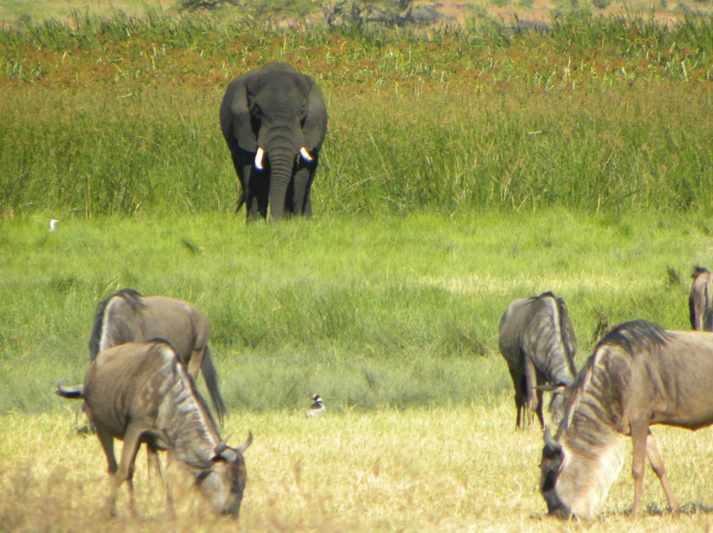 Como chegar e o que fazer na Cratera Ngorongoro - Tanzânia