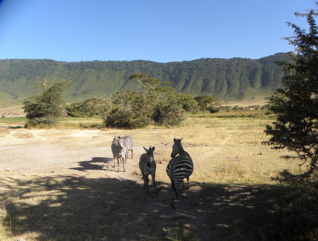 Como chegar e o que fazer na Cratera Ngorongoro - Tanzânia