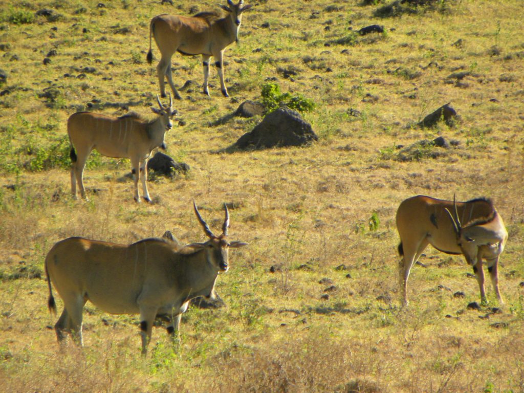 Como chegar e o que fazer na Cratera Ngorongoro - Tanzânia