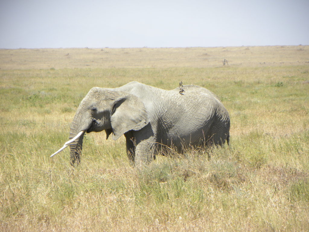 Serengeti Tanzania Animais