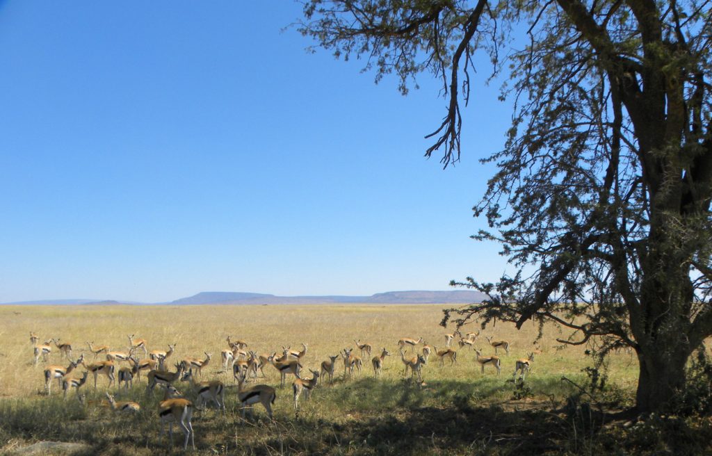 Grande Migração Safari Serengeti - Tanzania