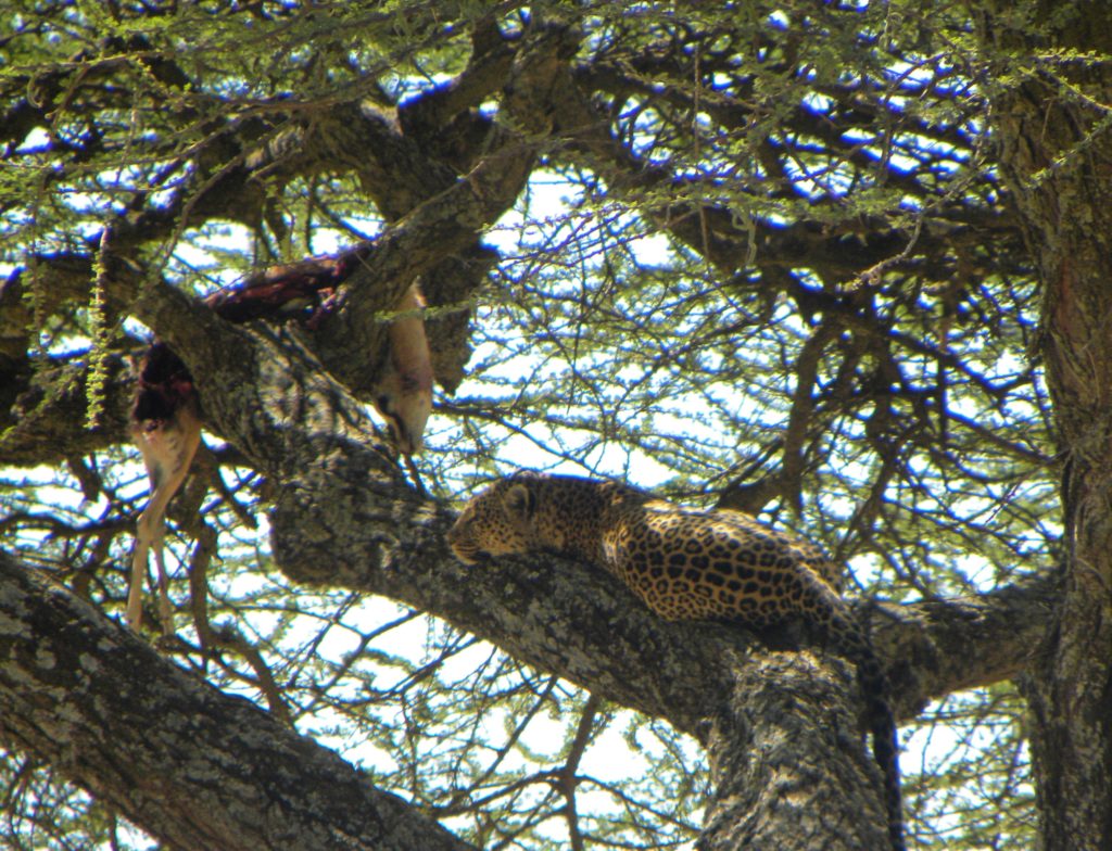 Grande Migração Safari Serengeti - Tanzania