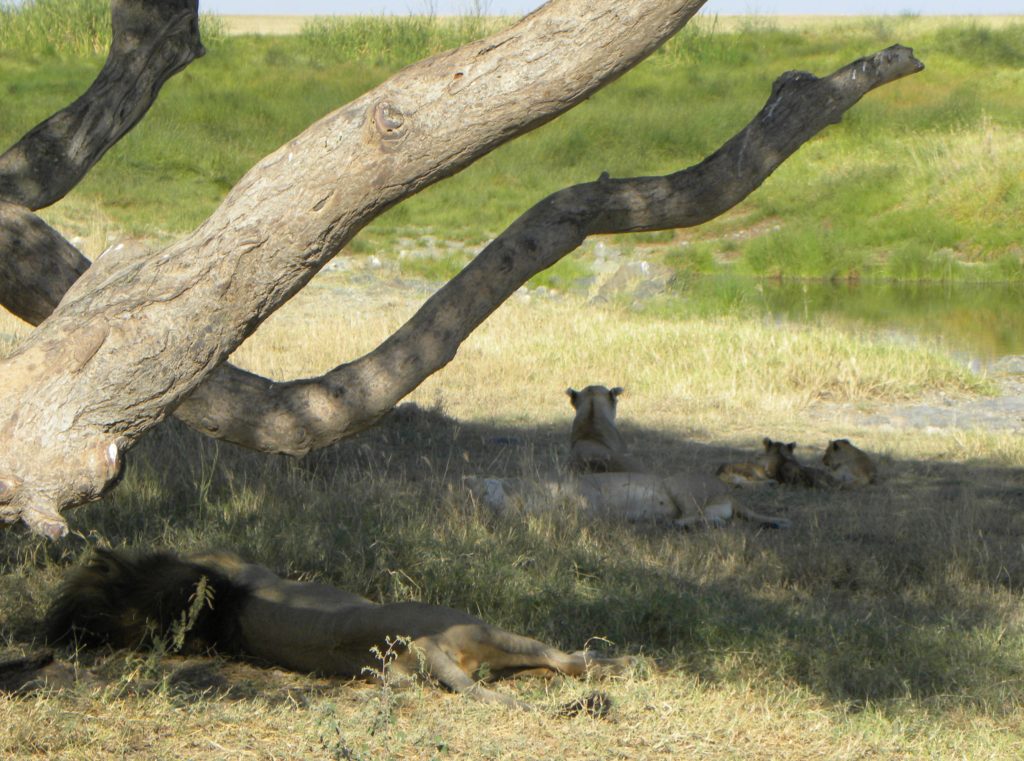 Grande Migração Safari Serengeti - Tanzania