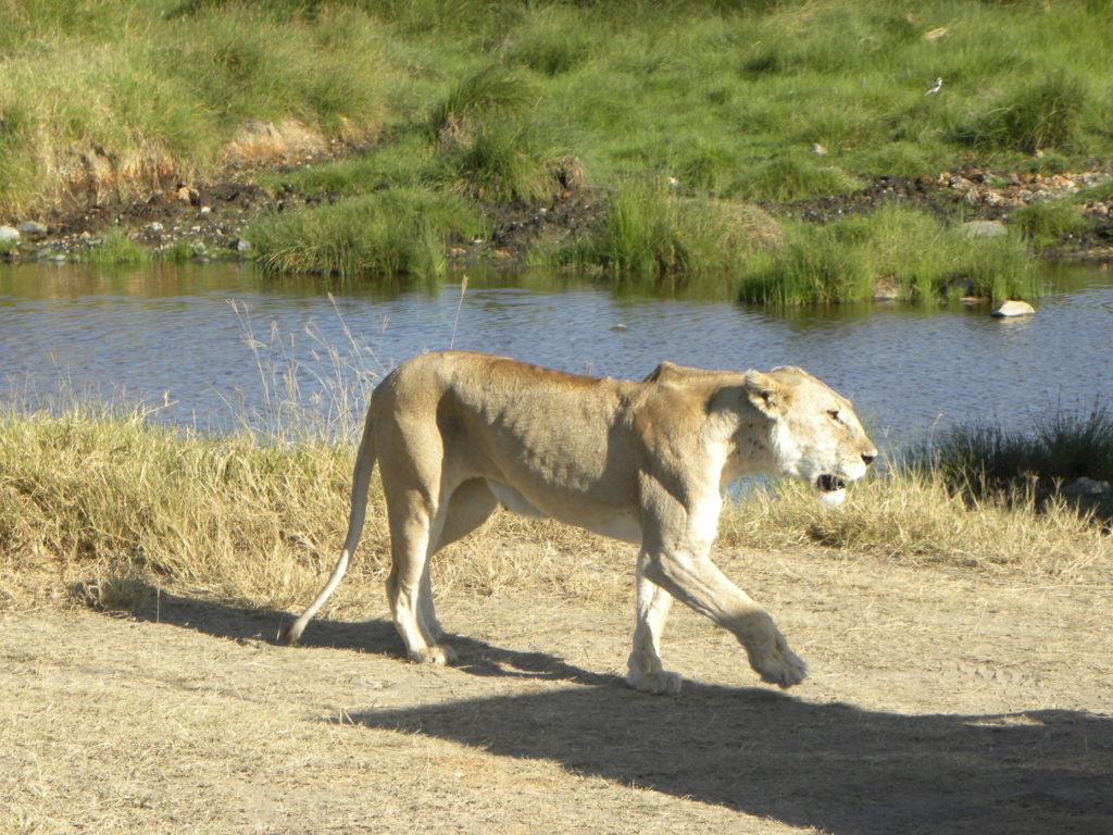 Grande Migração Safari Serengeti - Tanzania