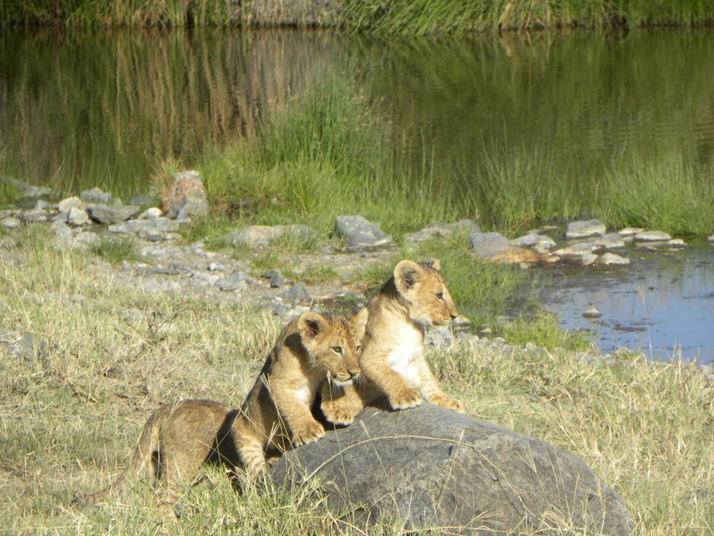 Grande Migração Safari Serengeti - Tanzania