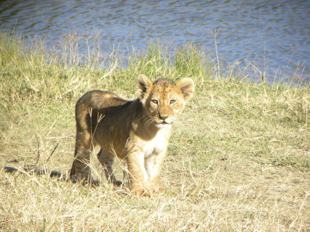 Grande Migração Safari Serengeti - Tanzania