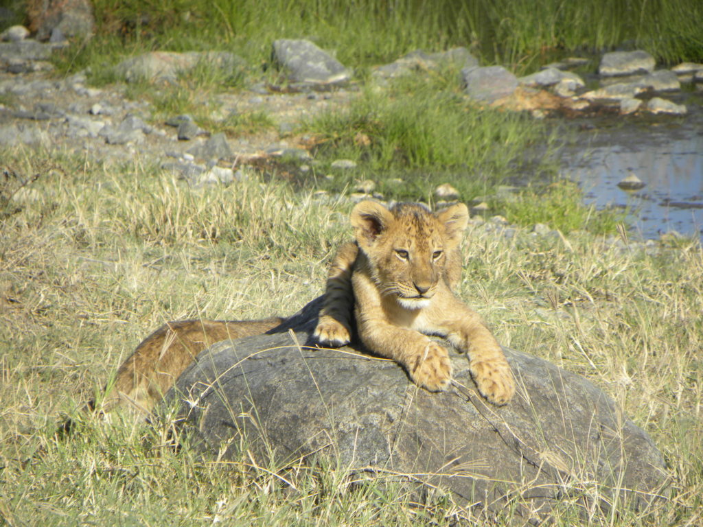 Grande Migração Safari Serengeti - Tanzania