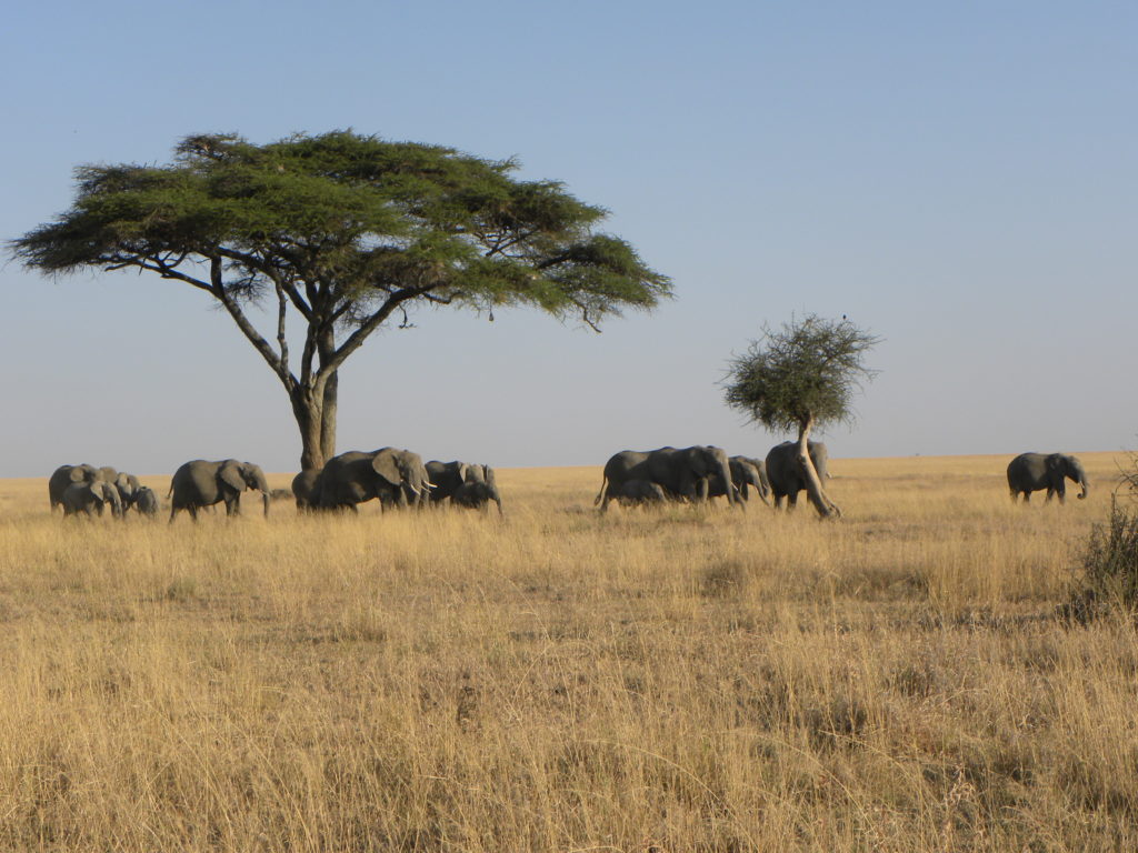 Grande Migração Safari Serengeti - Tanzania