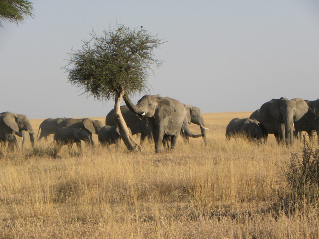 Serengeti Tanzania Animais