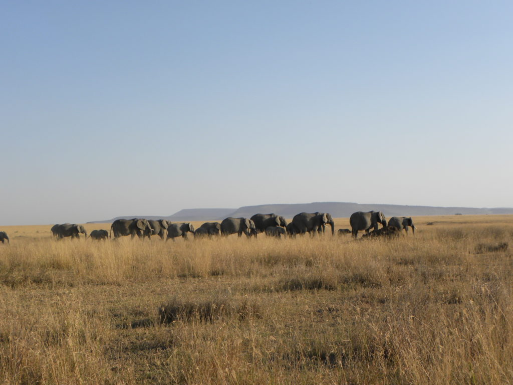 Grande Migração Safari Serengeti - Tanzania