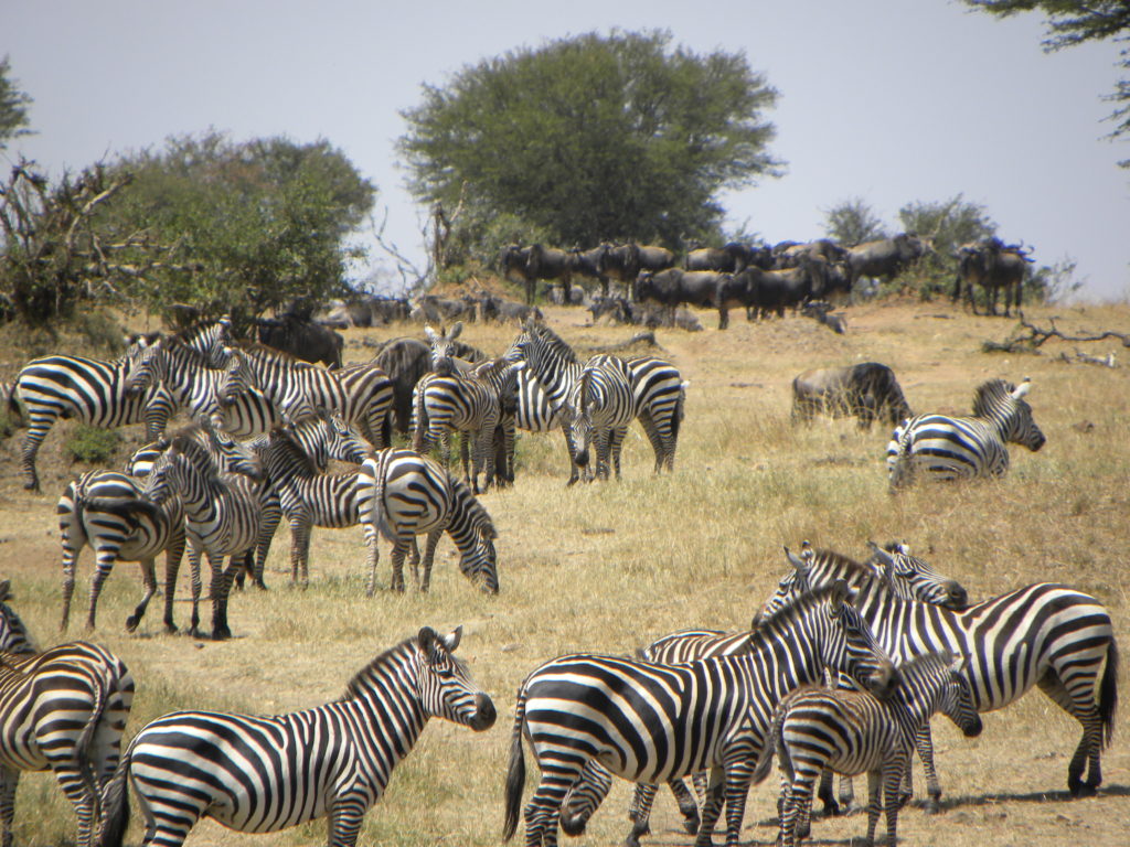 Grande Migração Safari Serengeti - Tanzania