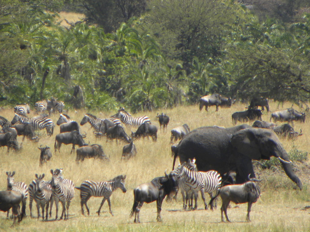 Serengeti Tanzania Migração Animais