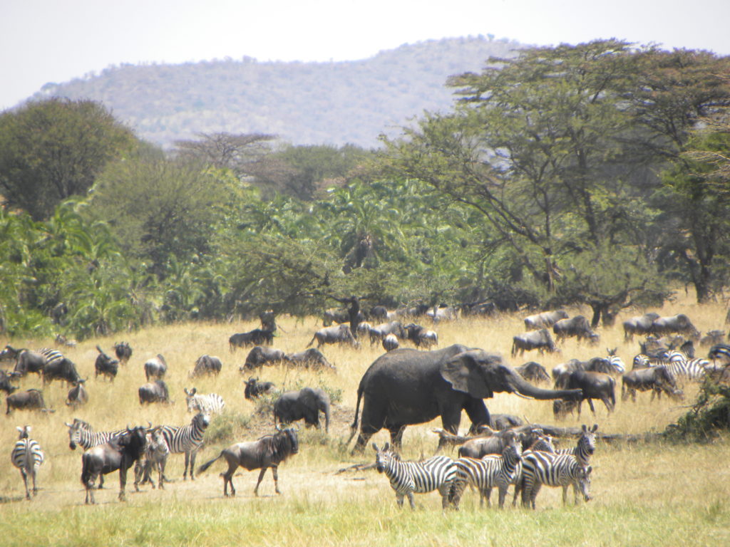 Grande Migração Safari Serengeti - Tanzania