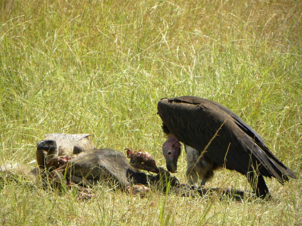 Grande Migração Safari Serengeti - Tanzania