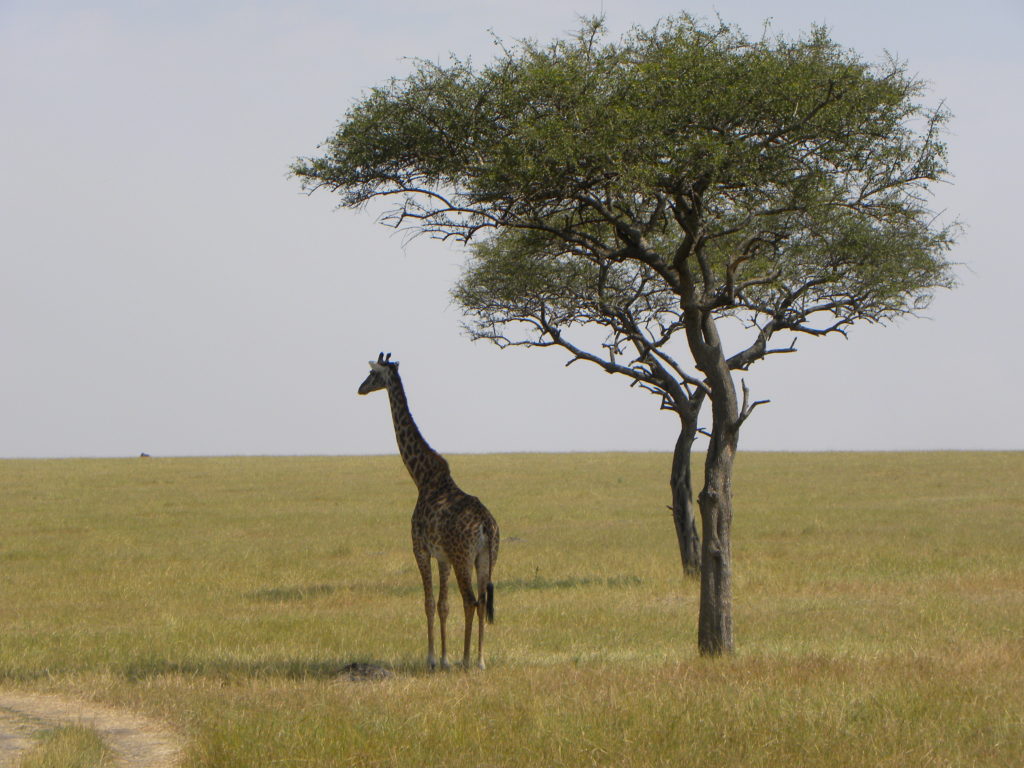 Serengeti Tanzania Animais