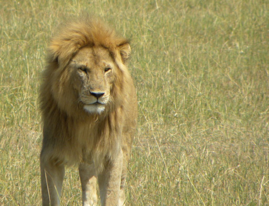 Grande Migração Safari Serengeti - Tanzania