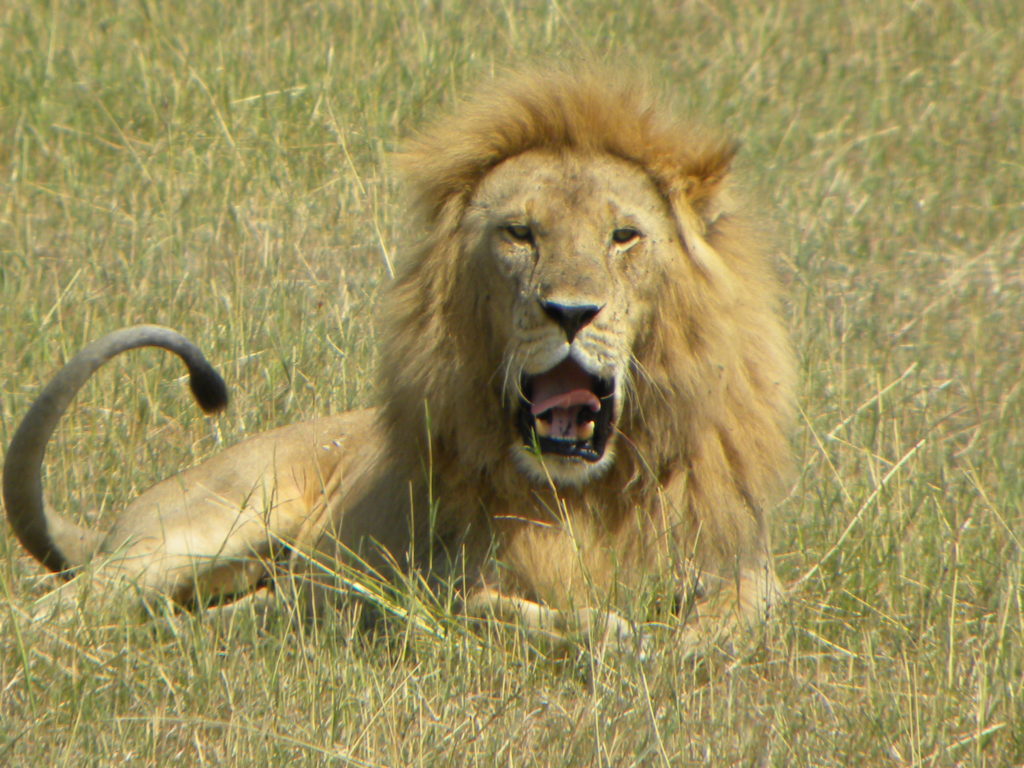 Grande Migração Safari Serengeti - Tanzania