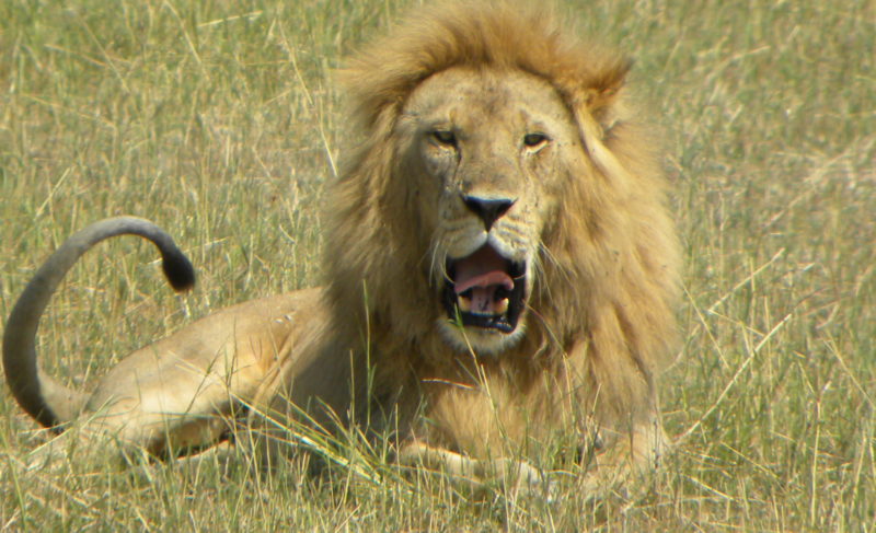 Serengeti Animais