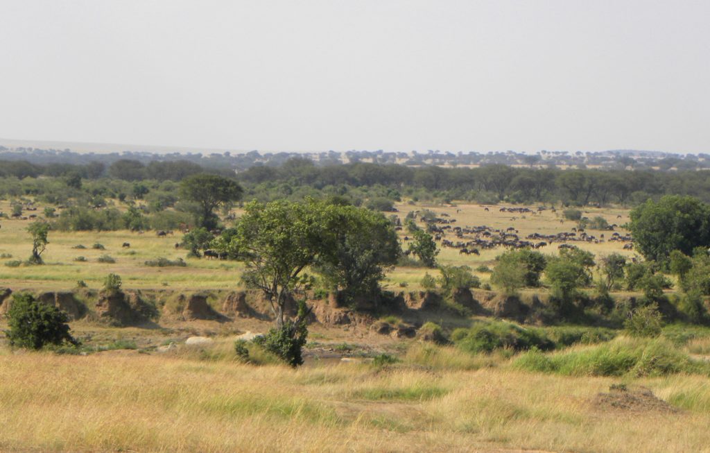 Grande Migração Safari Serengeti - Tanzania