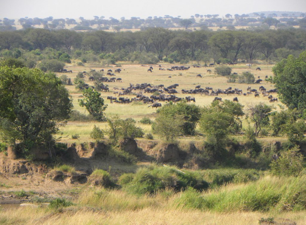 Grande Migração Safari Serengeti - Tanzania