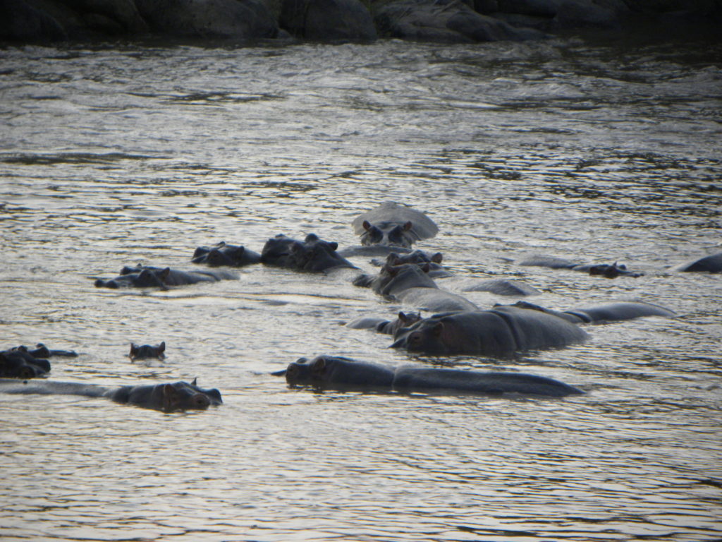 Grande Migração Safari Serengeti - Tanzania