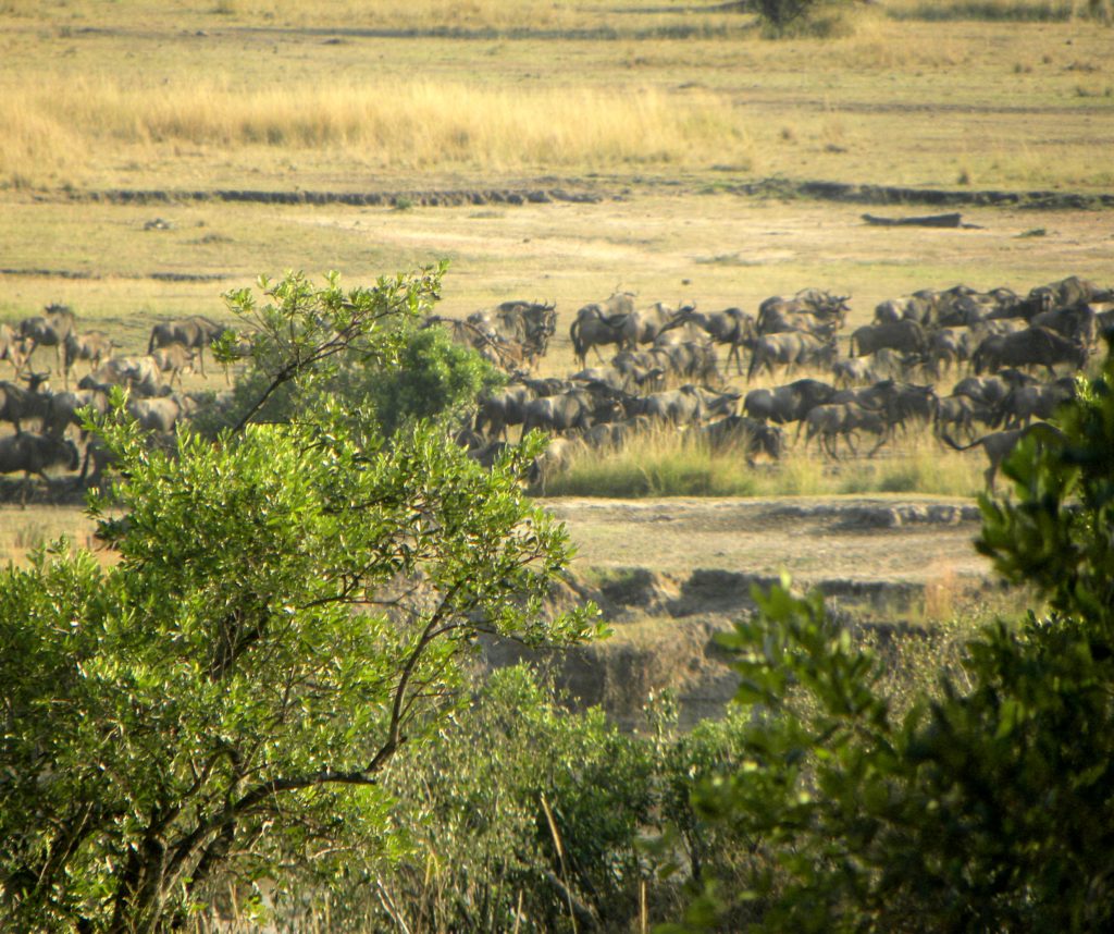 Grande Migração Safari Serengeti - Tanzania