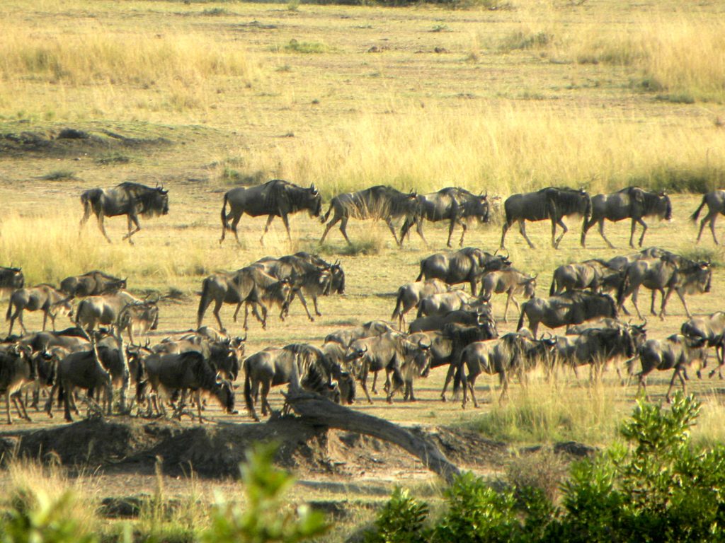 Grande Migração Safari Serengeti - Tanzania