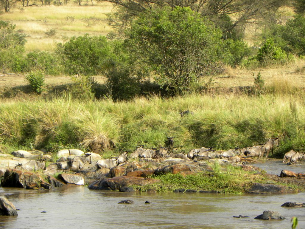 Grande Migração Safari Serengeti - Tanzania