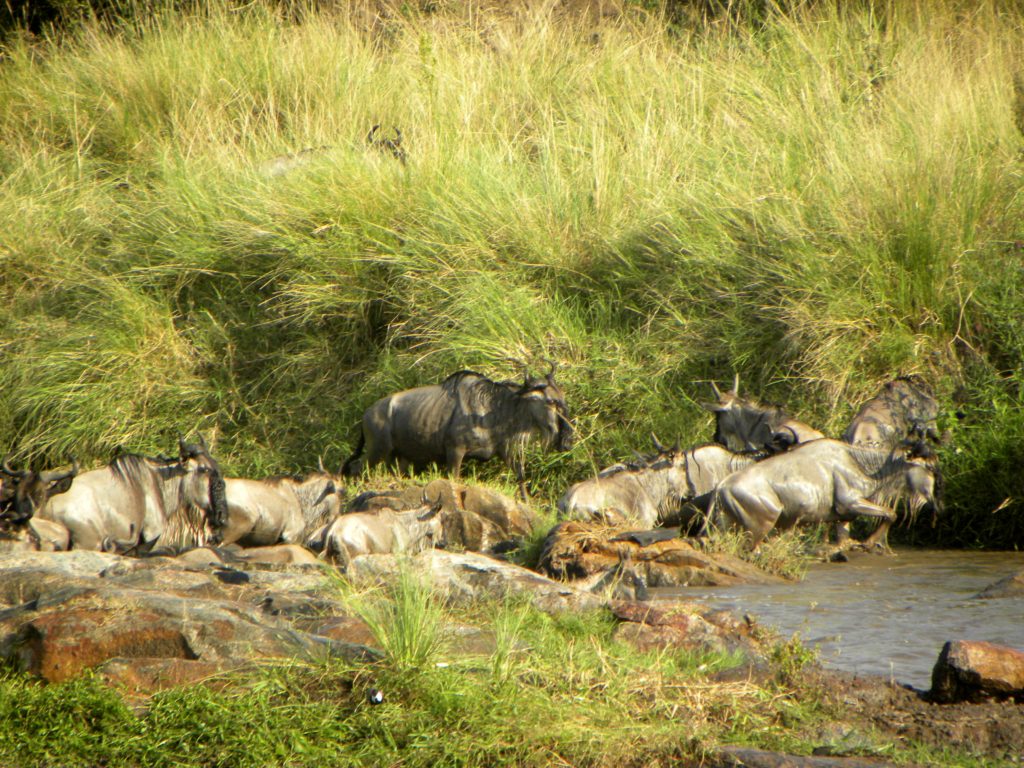 Grande Migração Safari Serengeti - Tanzania