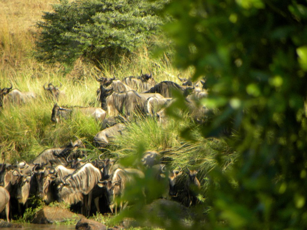 Grande Migração Safari Serengeti - Tanzania