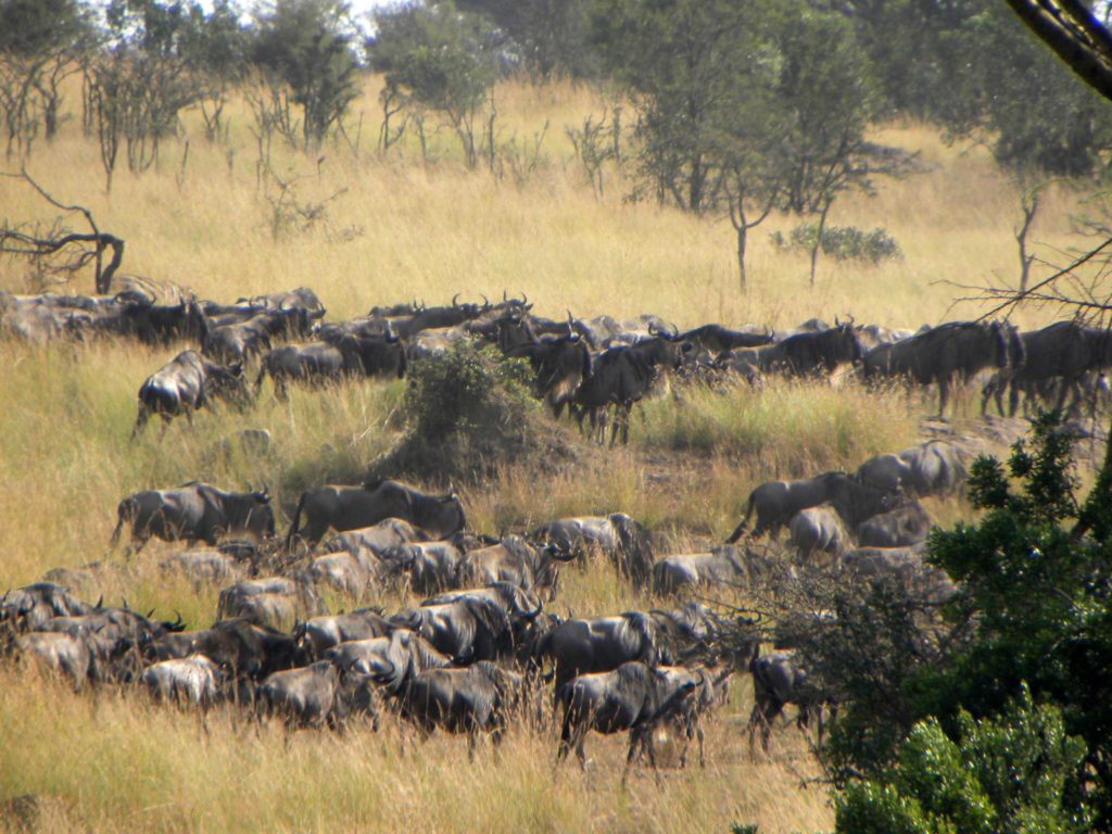 Grande Migração Safari Serengeti - Tanzania