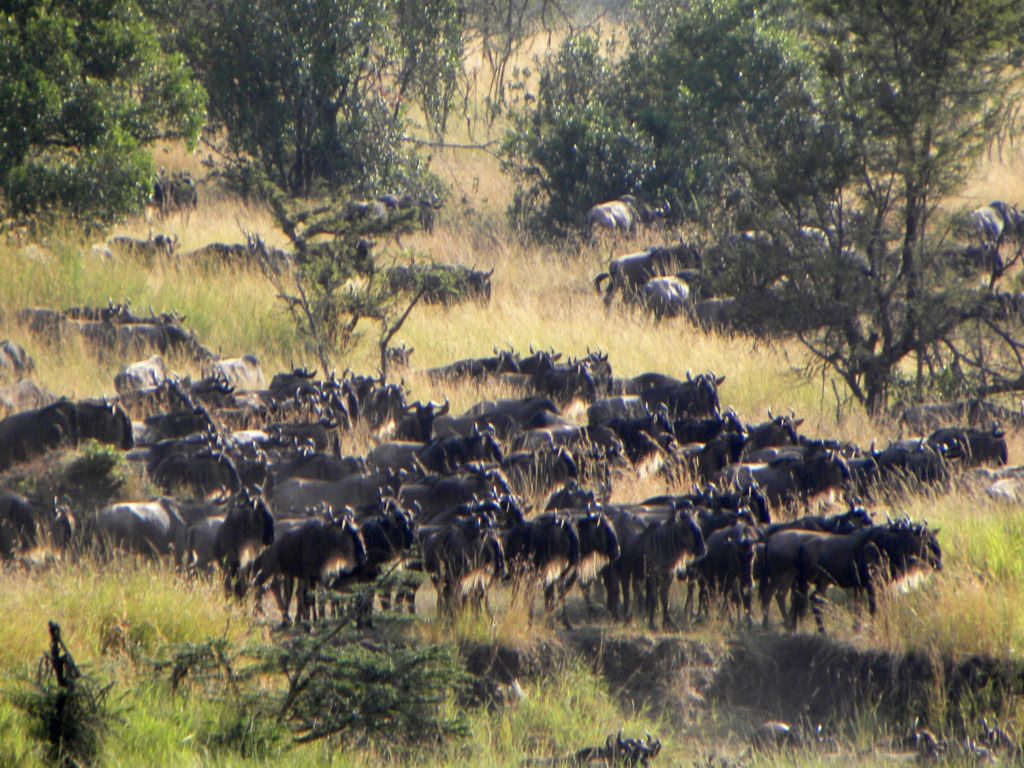 Grande Migração Safari Serengeti - Tanzania