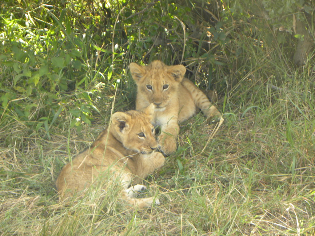 Grande Migração Safari Serengeti - Tanzania