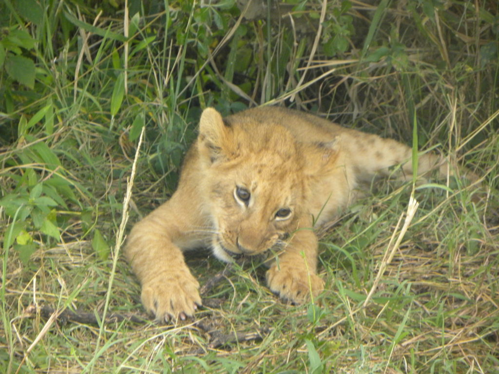 Grande Migração Safari Serengeti - Tanzania