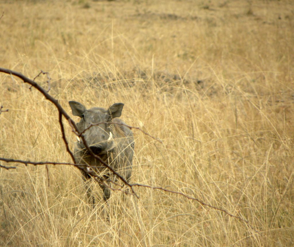 Grande Migração Safari Serengeti - Tanzania