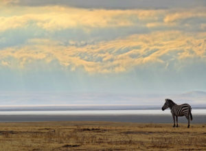 Dicas e Roteiro de viagem Cratera de Ngorongoro - Safári