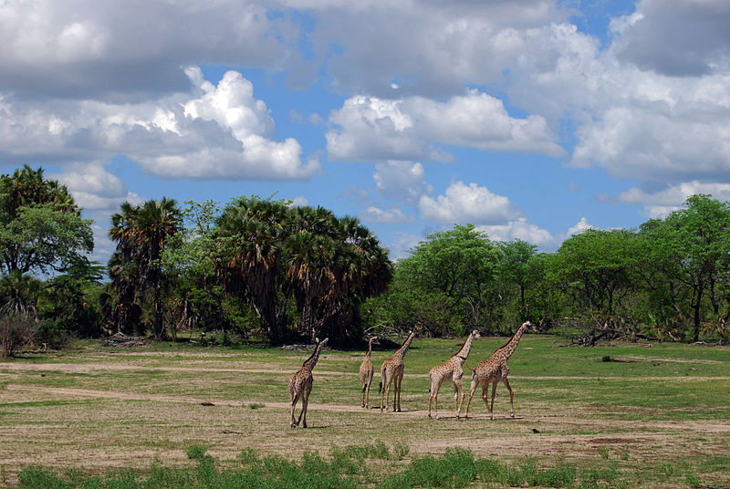 Sealous Game Reserve 