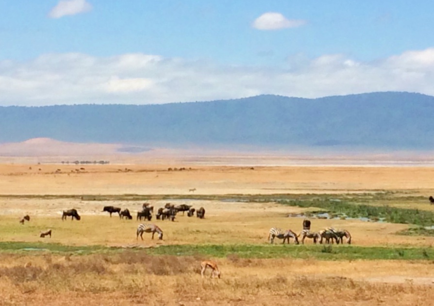 Dicas e Roteiro de viagem Cratera de Ngorongoro - Safári