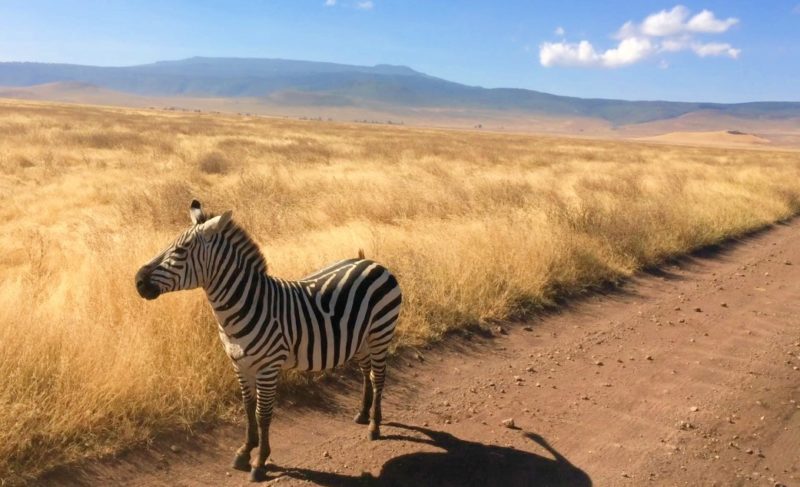 Ngorongoro - Dicas de viagem, saiba tudo. Como chegar, quando ir e como organizar o safári