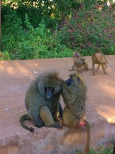 Dicas e Roteiro de viagem Cratera de Ngorongoro - Safári