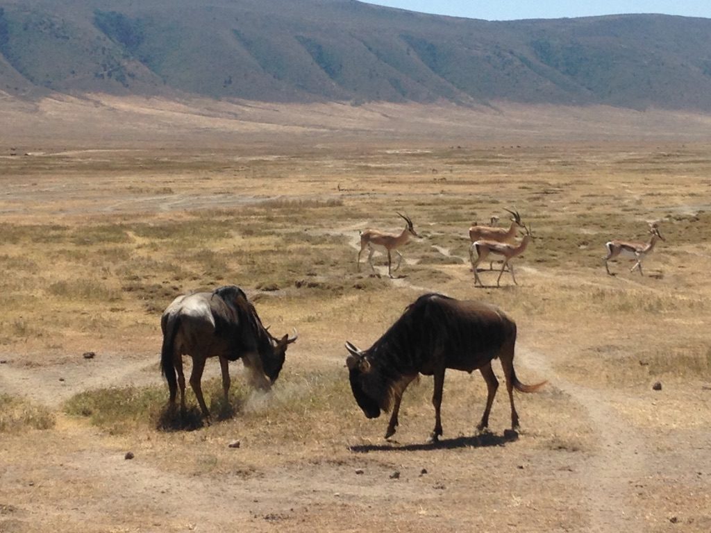 Como chegar e o que fazer na Cratera Ngorongoro - Tanzânia